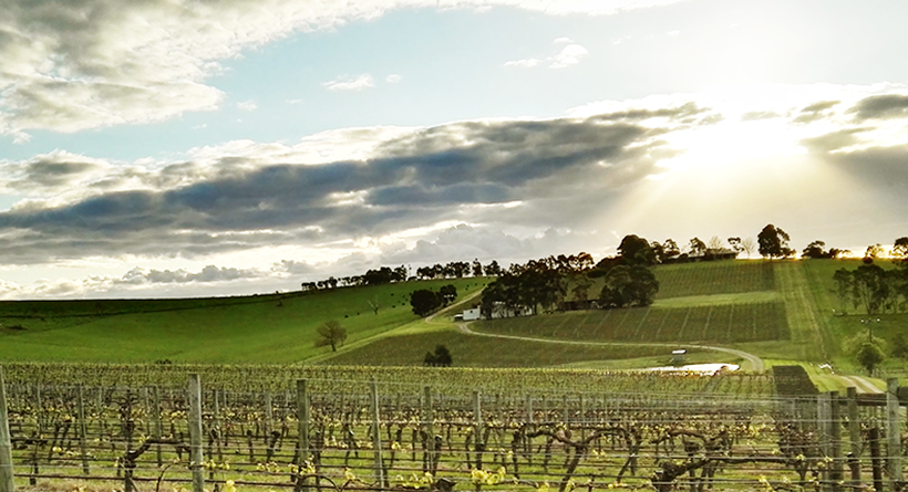 Yarra Edge Vineyard